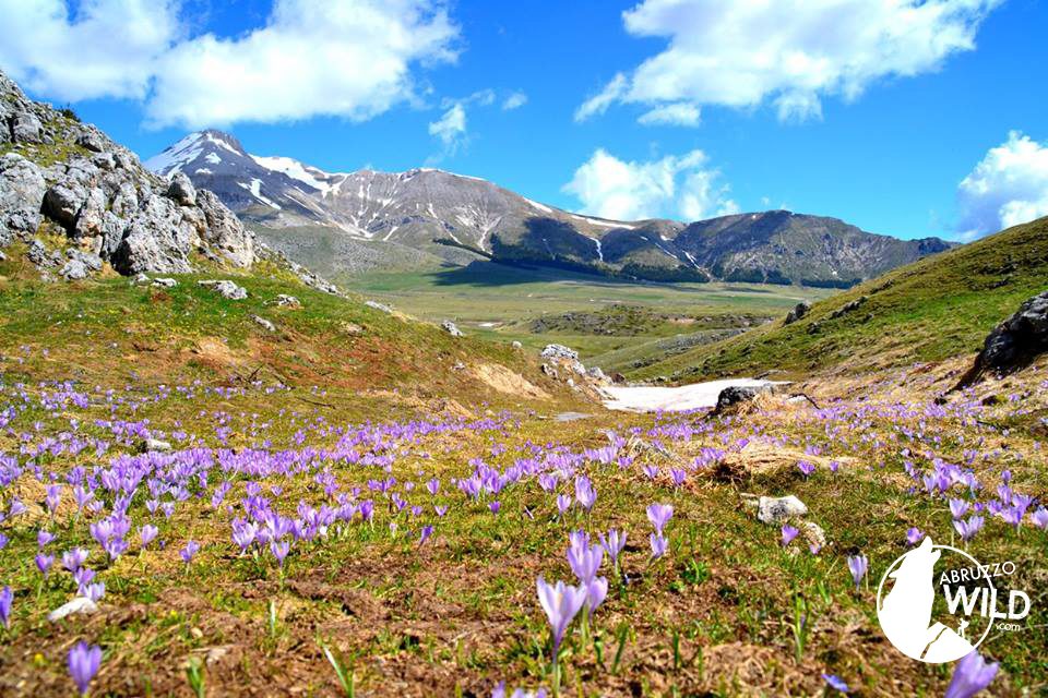 Tutti a Campo Imperatore per Altopiani e Pastori