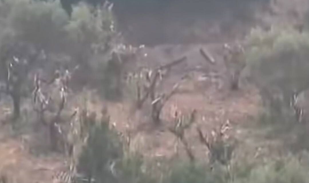 Ulivi tagliati sulla collina di Giulianova, chiesti chiarimenti