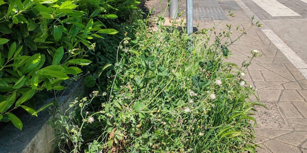 Giulianova, segnalazioni sul verde: marciapiedi e aree da curare