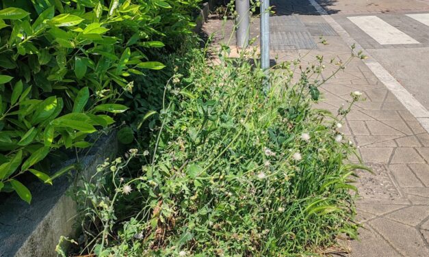 Giulianova, segnalazioni sul verde: marciapiedi e aree da curare