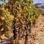 Vendemmia in Abruzzo, allarme siccità per vigne e cantine