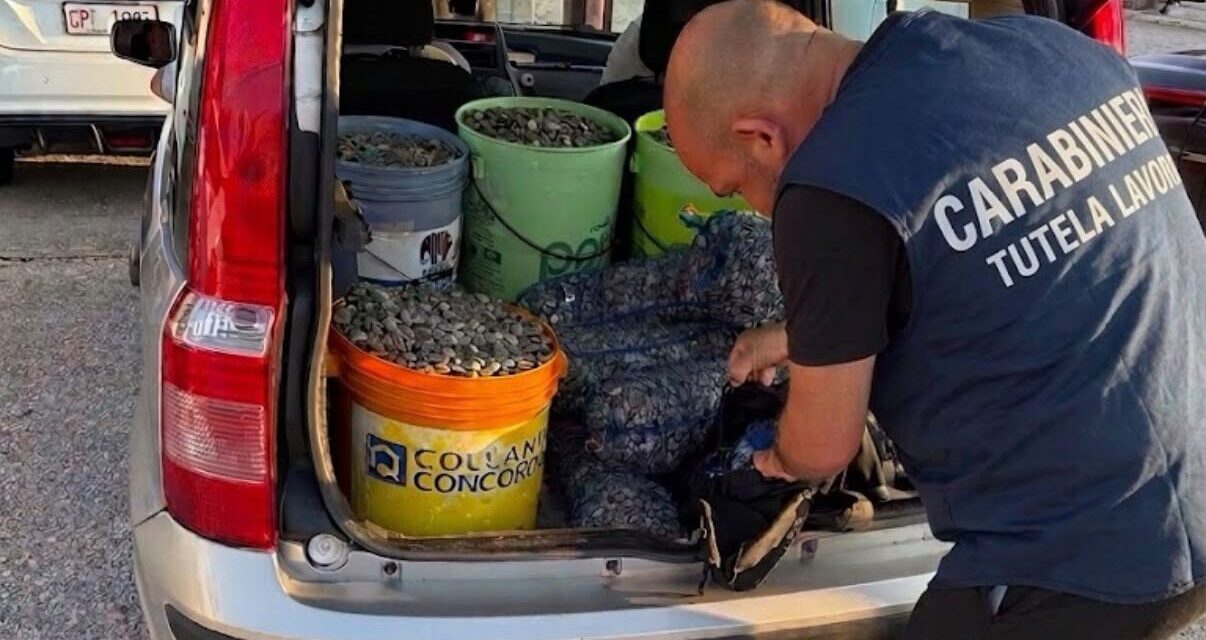 Controlli al porto di Giulianova: fermato carico di vongole