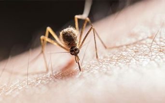West Nile, sorveglianza estesa anche a Pineto