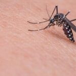 West Nile in Abruzzo, nuovo caso nel Pescarese