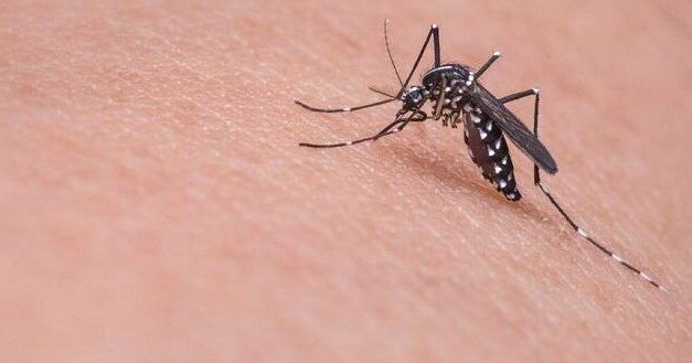 West Nile in Abruzzo, nuovo caso nel Pescarese
