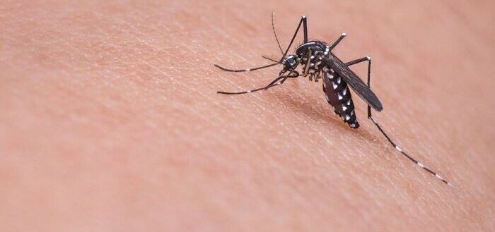 West Nile in Abruzzo, nuovo caso nel Pescarese