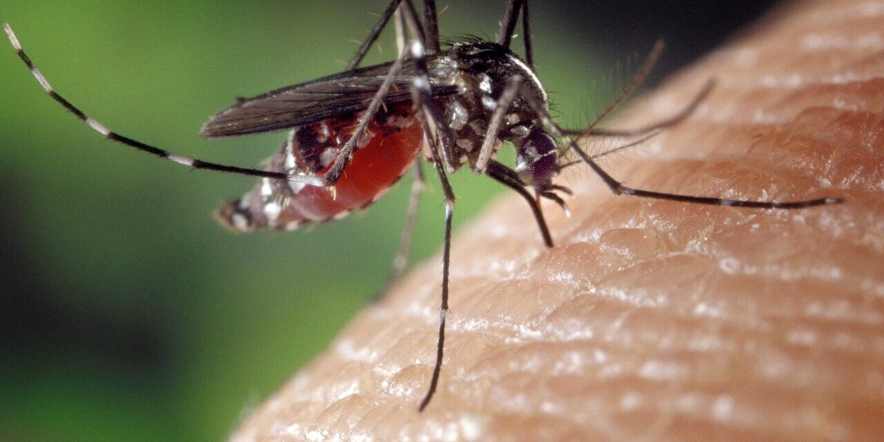 West Nile a Pineto, riscontri su alcune zanzare: attivati i controlli