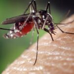 West Nile in Abruzzo, nuovo contagio accertato a Pescara