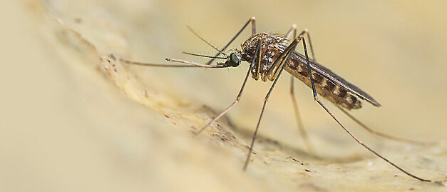 Atri, segnalata un’infezione da West Nile: scattano i controlli