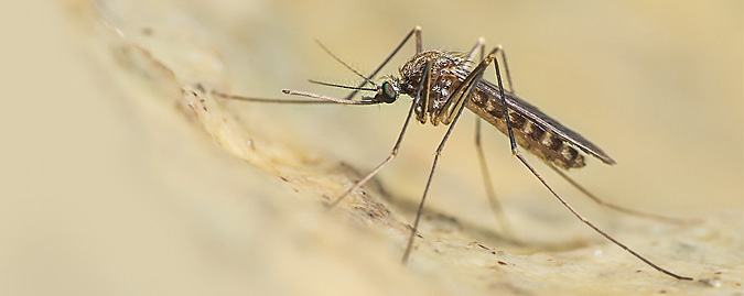 Atri, segnalata un’infezione da West Nile: scattano i controlli